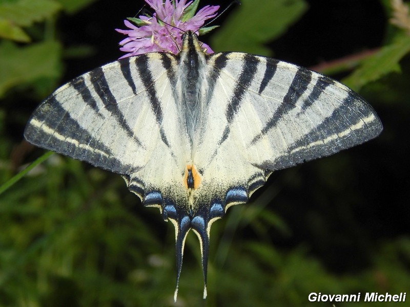 Iphiclides podalirius